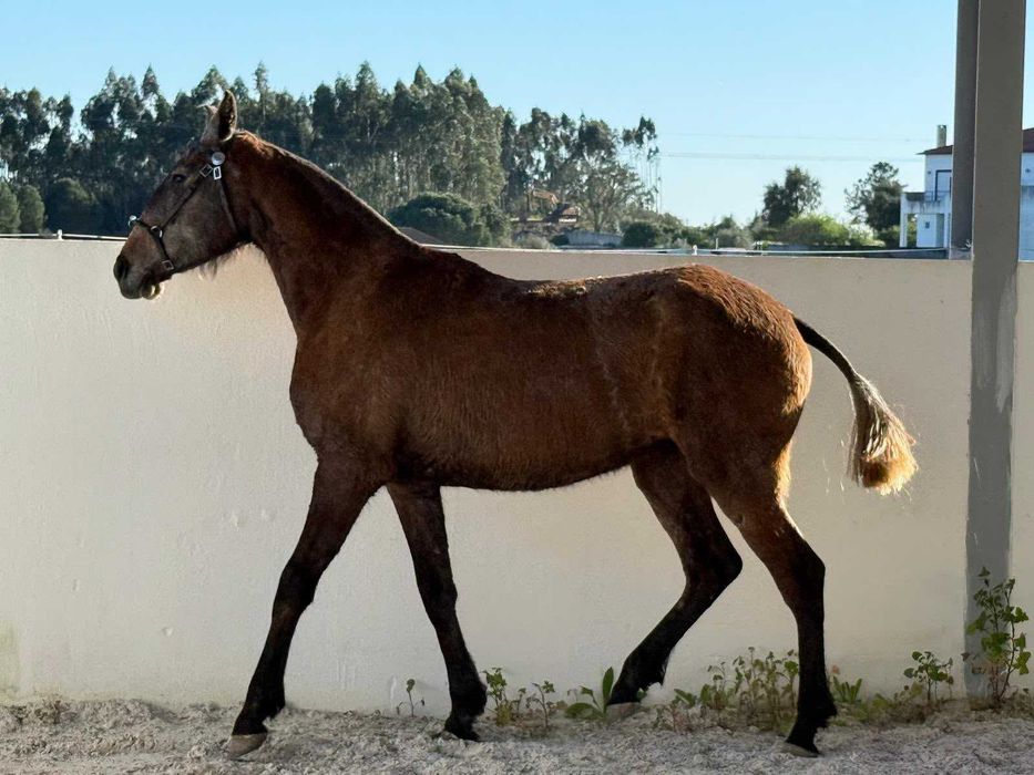 Poldra 3 anos Puro Sangue Lusitano filha de Cavalo Olímpico