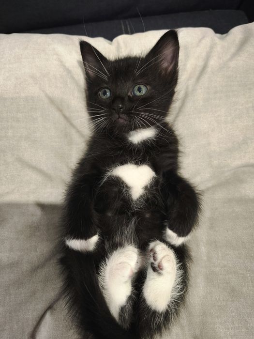 Котенок мальчик чёрно-белый 1 месяц  кошеня кошенятко