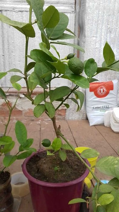 лимони, інжир,саженці