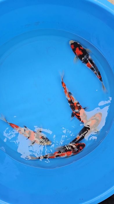 Carpas KOi - Showa - Tosai