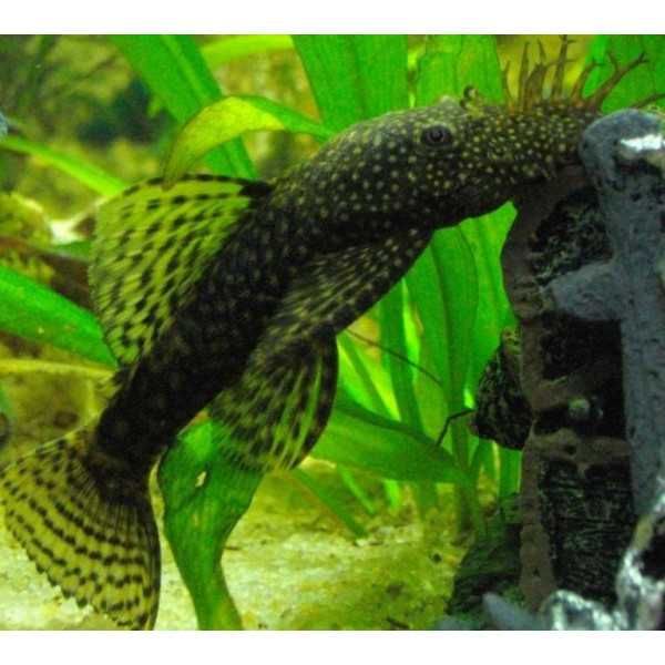 Ancistrus Macho Adulto