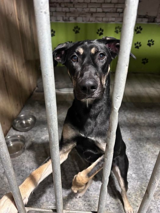 Młody pies do adopcji!