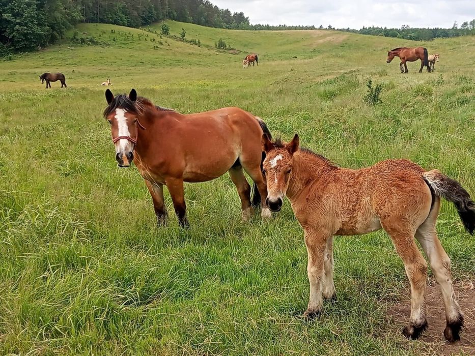 Sprzedam klacz zimnokrwistą rasy Arden z klaczką