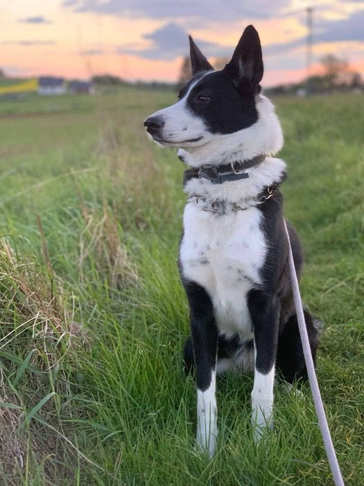 BIGOS (suczka) szuka domu