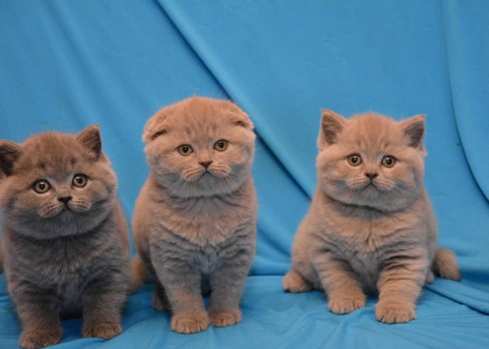 Котята шотландской породы