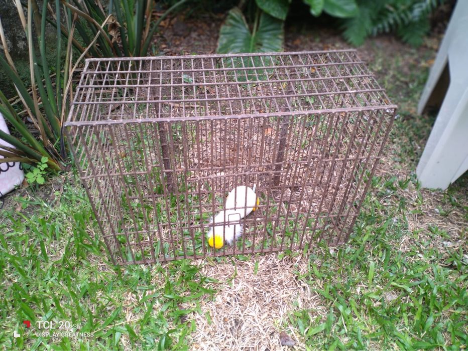 Transportadora de Animais