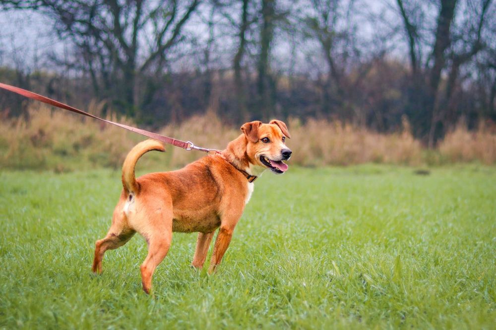 Pies do adopcji- samiec Toto