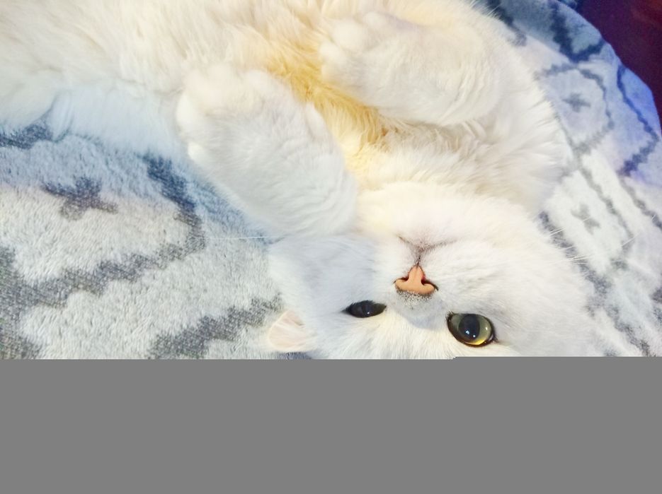 Вязка для кошек