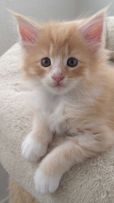 Gatinho Bosques da Noruega