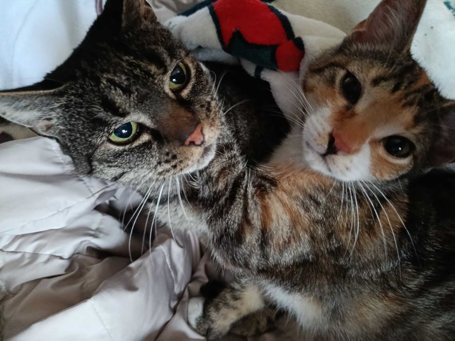 Coco-9 lat i Inka -3 m-ce do adopcji