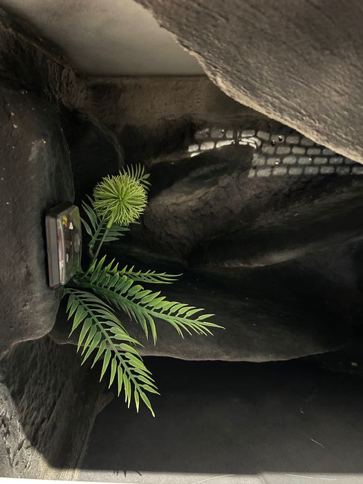 Terrarium dla gekona, z wyposażeniem