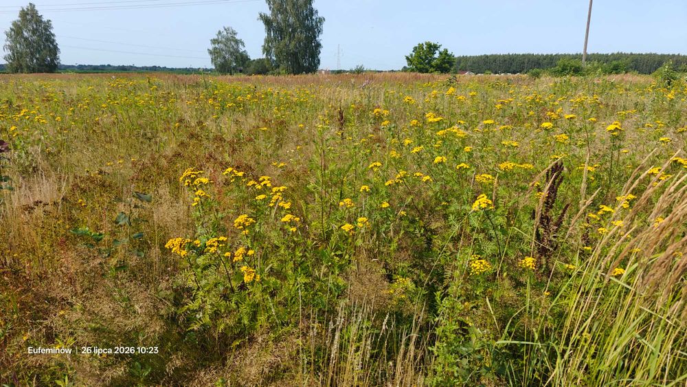 Oddam łąkę do skoszenia 2,5ha