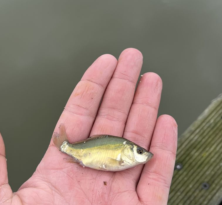 Karp kroczek narybek żywa ryba królewski