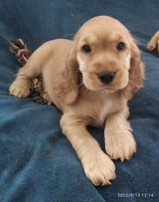 Cocker spaniel angielski suczka