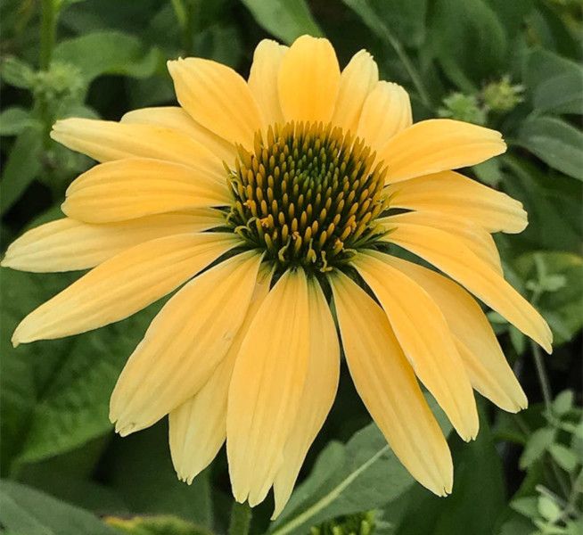 JEŻÓWKA Echinacea Mellow Yellows sadzonki w doniczkach !!