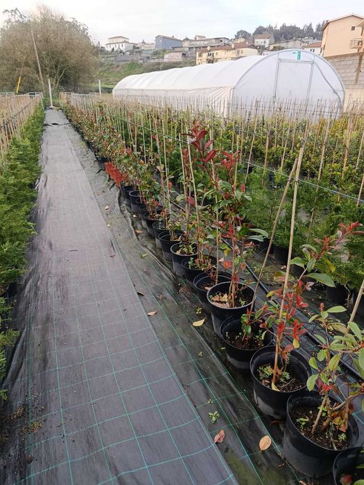 Photinias Red Robin (90CM+)