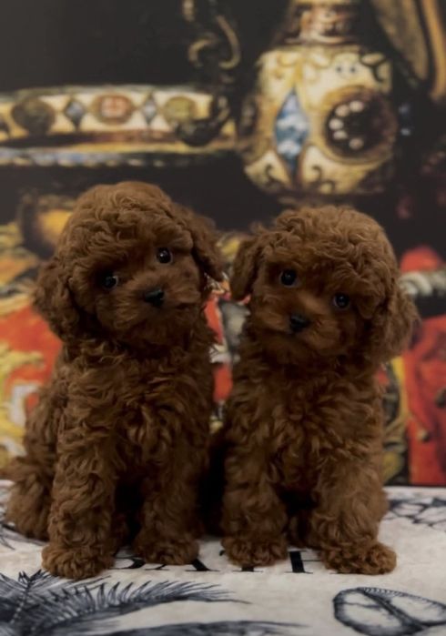 Супер красавчікі , той пудель