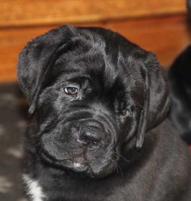 Питомник Кане корсо представляет щенков