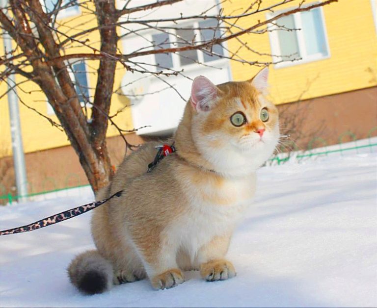 Шикарний хлопчик чекає найкращу маму