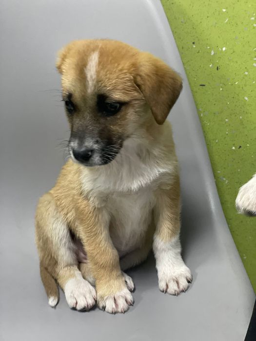 Bebés porte médio para adoção responsável