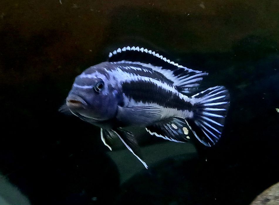 Ciclideos africanos malawi Pseudotropheus maingano