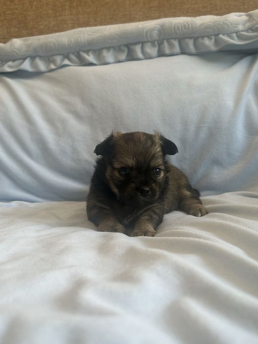 Suczka chihuahua