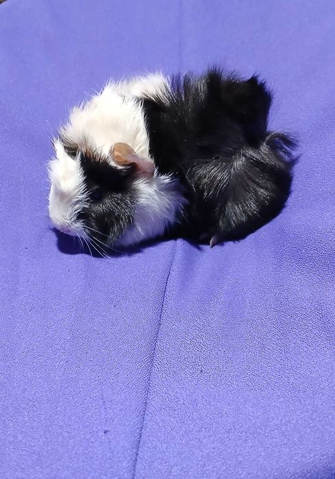 Морська свинка. Розетка.