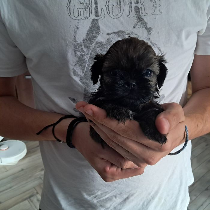 Shih tzu dziewczynka rodowód