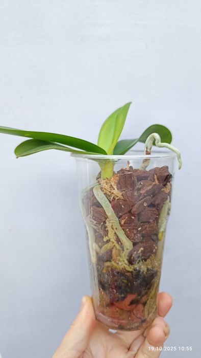 Орхідея орхидея метелик