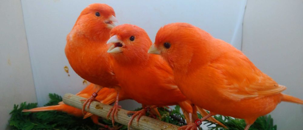 Kanarek kanaki czerwone 2025i 2024