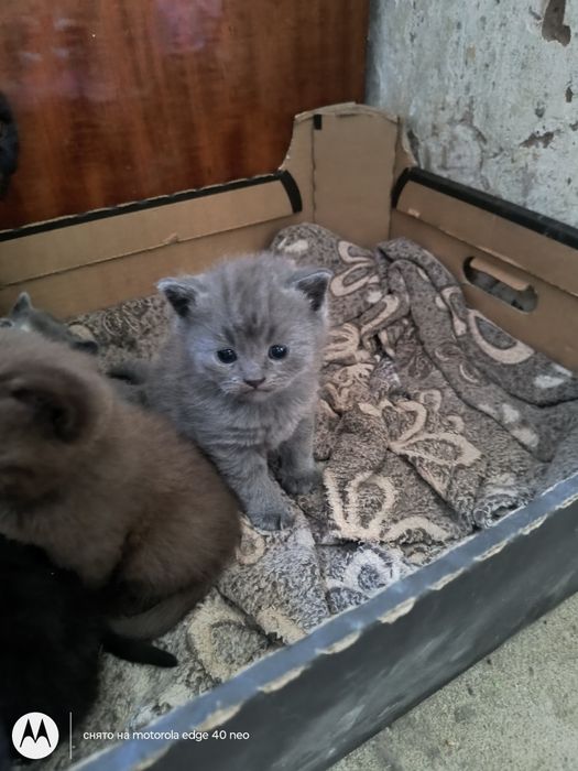 Британский котенок