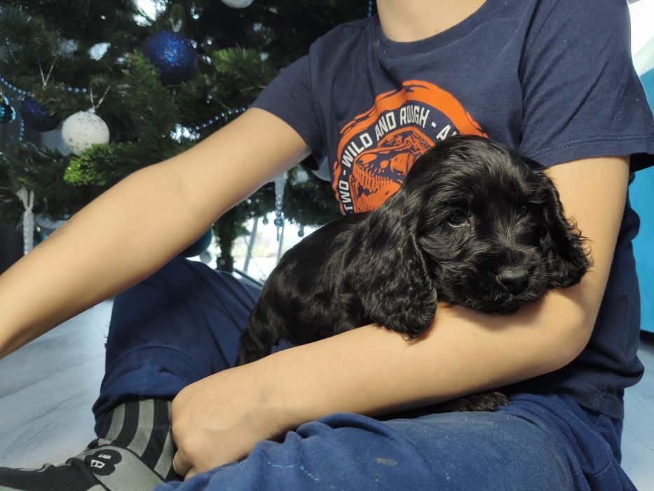 Cocker spaniel angielski suczka