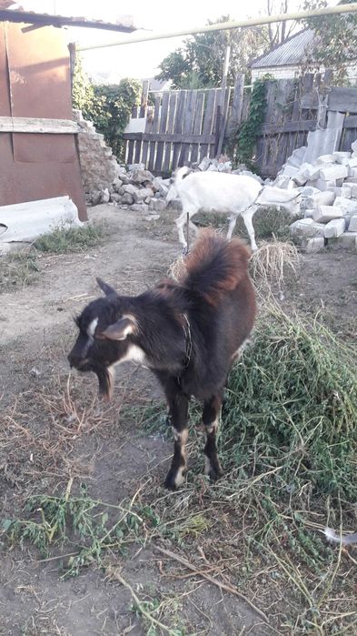 Продам козла тюрингський лисовой 1200