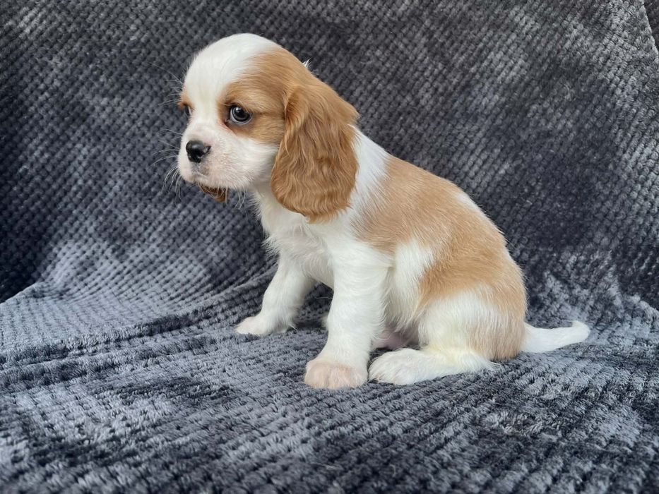 Cavalier King charles spaniel  piesek