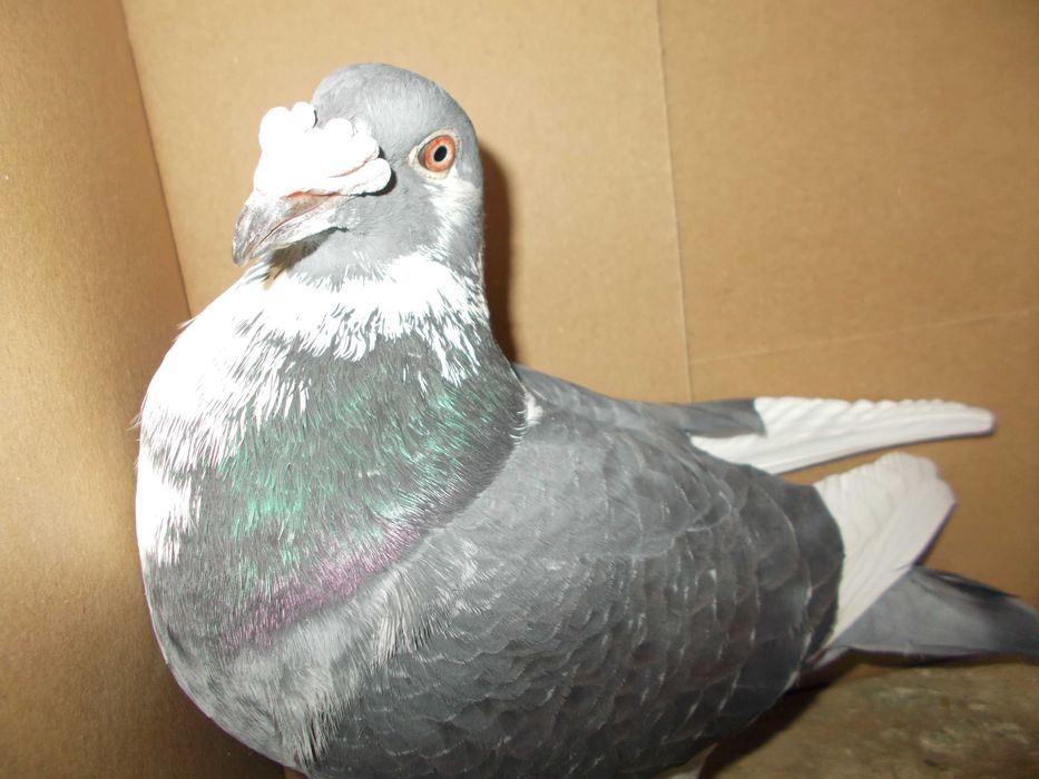 Golebie staropolskie G