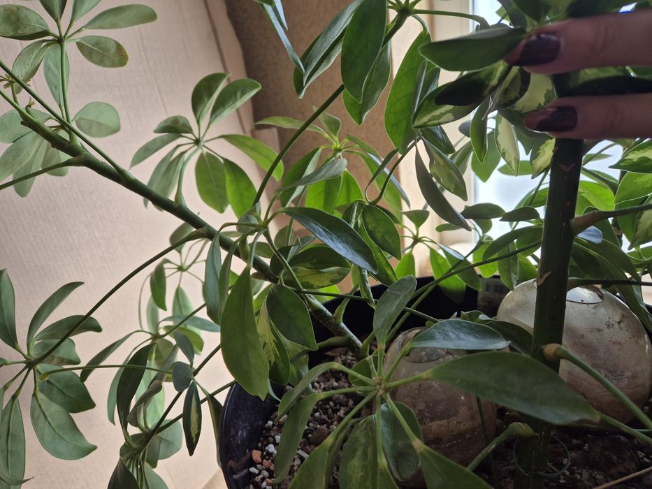 Schefflera arboricola szeflery 3 sztuki!
