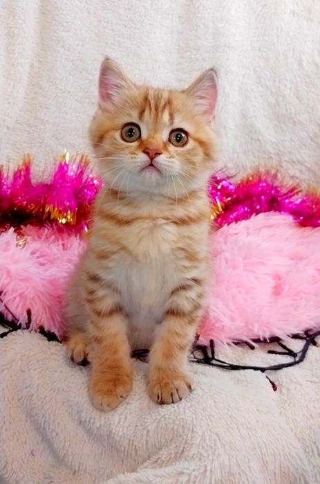 Золота шиншила таббі дівчинка красунечка