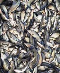 Narybek Kroczek Karp , Amur ,Lin ,Jesiotr, Tołpyga , Karaś