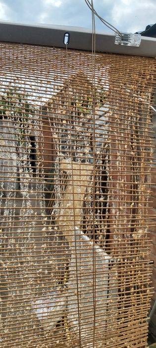 Ролеты оконные бамбук