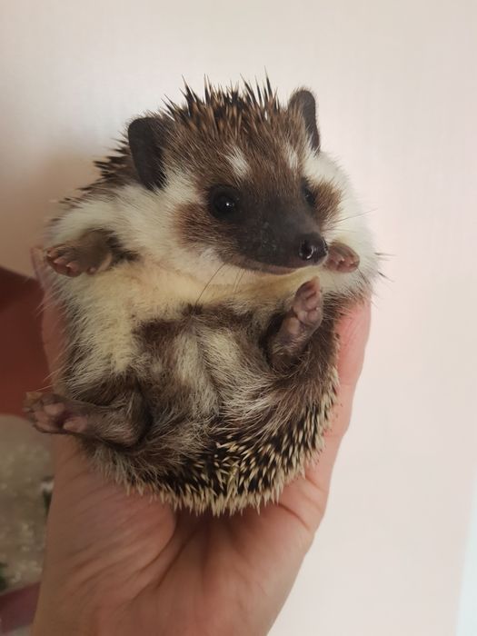 Jeż pigmejski Jeż afrykański Hodowla Zarejestrowana