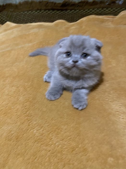 Хлопчик шотландської вісловухої