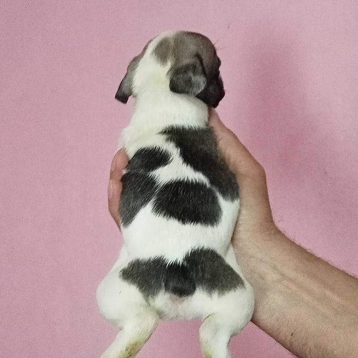 Французький бульдок