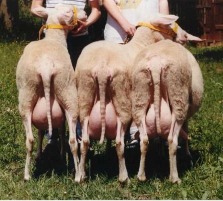 Закарпатські прості баранчики, вівці, ягнята продам до року