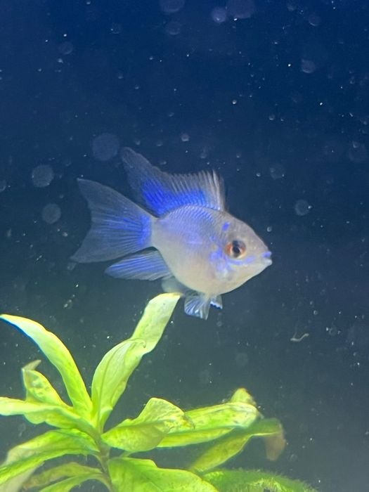 Ramirez balão electric blue
