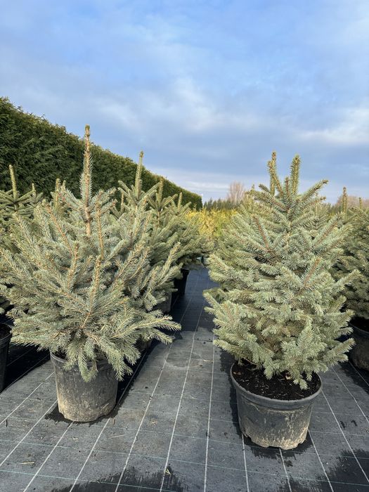 Ялинка, ялинка новорічна , ялинка Кейбаб, жива ялинка, йолка