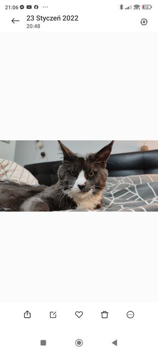 Maine coon. Kocur. Czarny pręgowany z białym