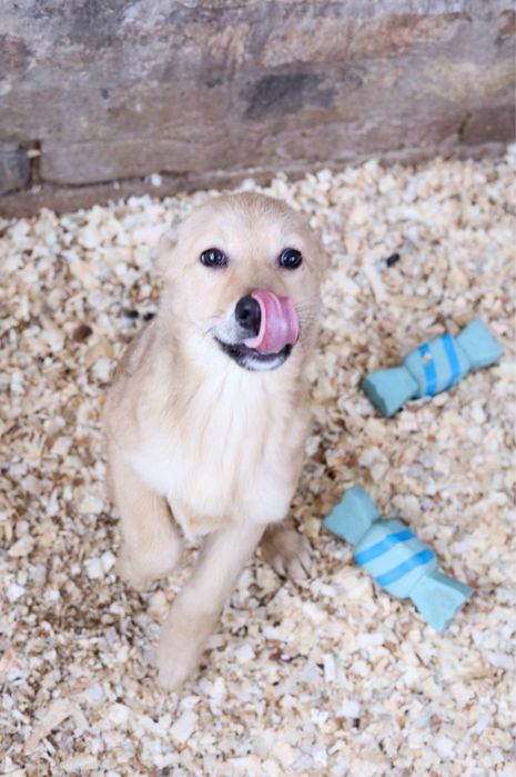 Цуценята в добрі руки ДЗВОНІТЬ