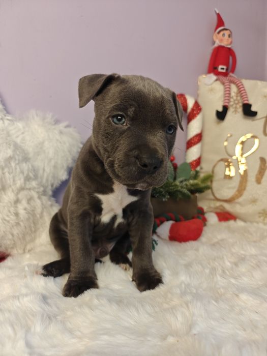 Rodzinny piesek amstaff !