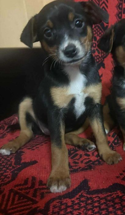 Oddam suczkę za darmo