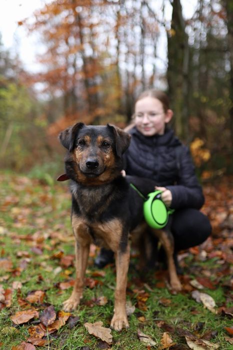 KAZIK 3-letni do adopcji!